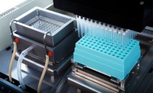 Benefits Of Choosing Effective Custom Monoclonal Antibodies From Paratopes Ltd